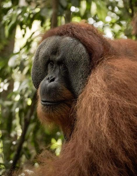 Sama Sama Homestay & Trekking Only Stay Here Book Trekking and Transport With Us, Reservar  Bukit Lawang Sumatra
