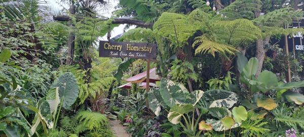 Cherry HomeStay & coffee, Reservar  Hotéis em Dak Lak com Piscina, Piscina