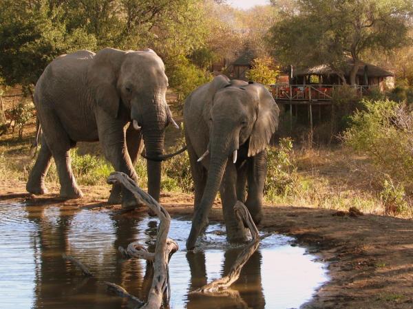 Umlani Bushcamp, Reservar Lodge Timbavati Game Reserve Mpumalanga