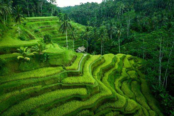 Gorgeous Villa in Rice Fields, Reservar  Hotéis em Bali com piscina, Piscina