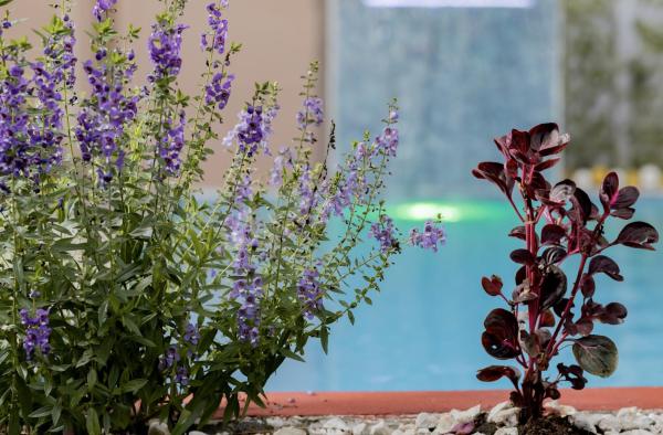 Macaws Villa, Reservar  Hotéis em Cartago com Piscina, Piscina